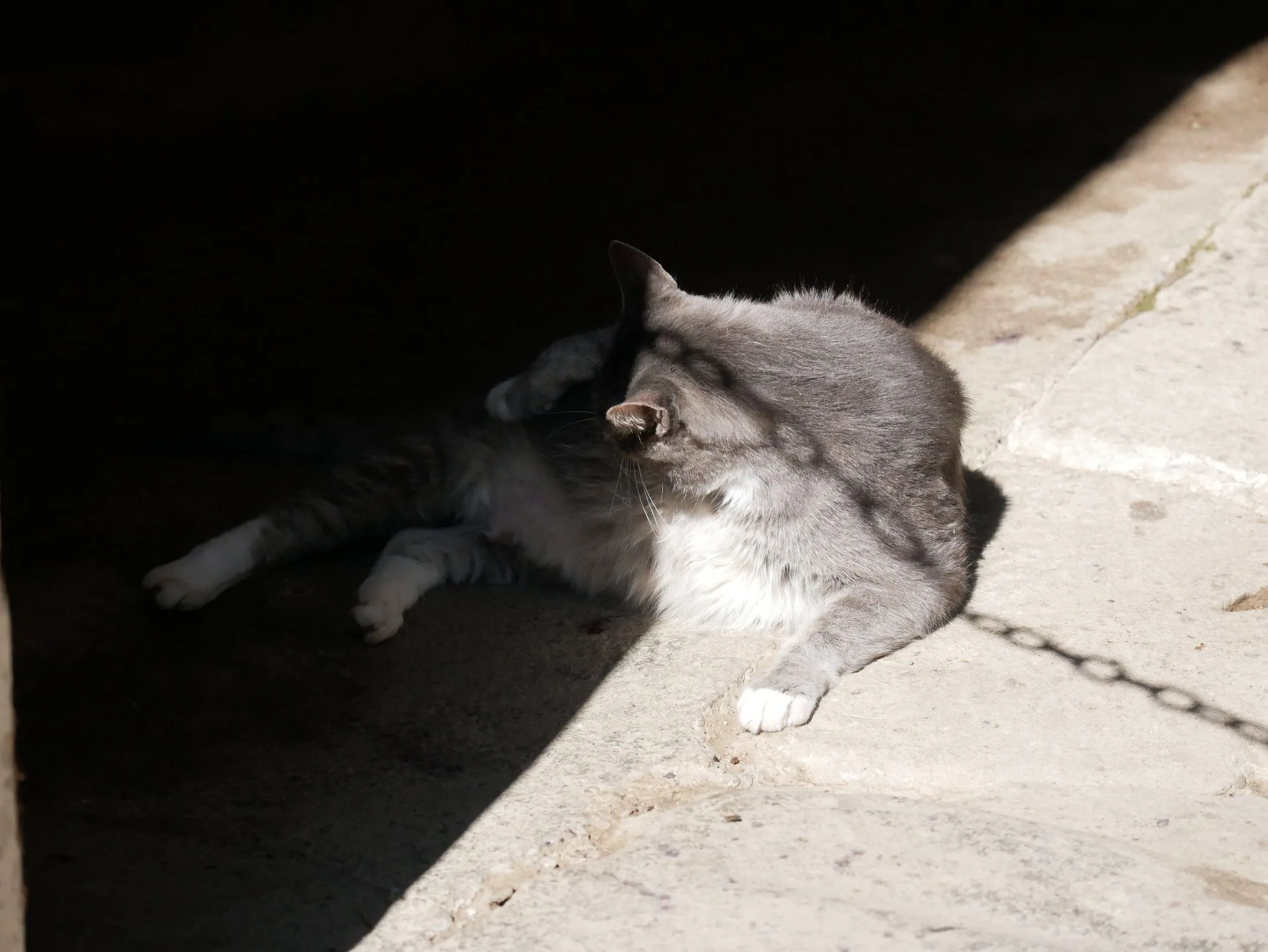 cat in the sun