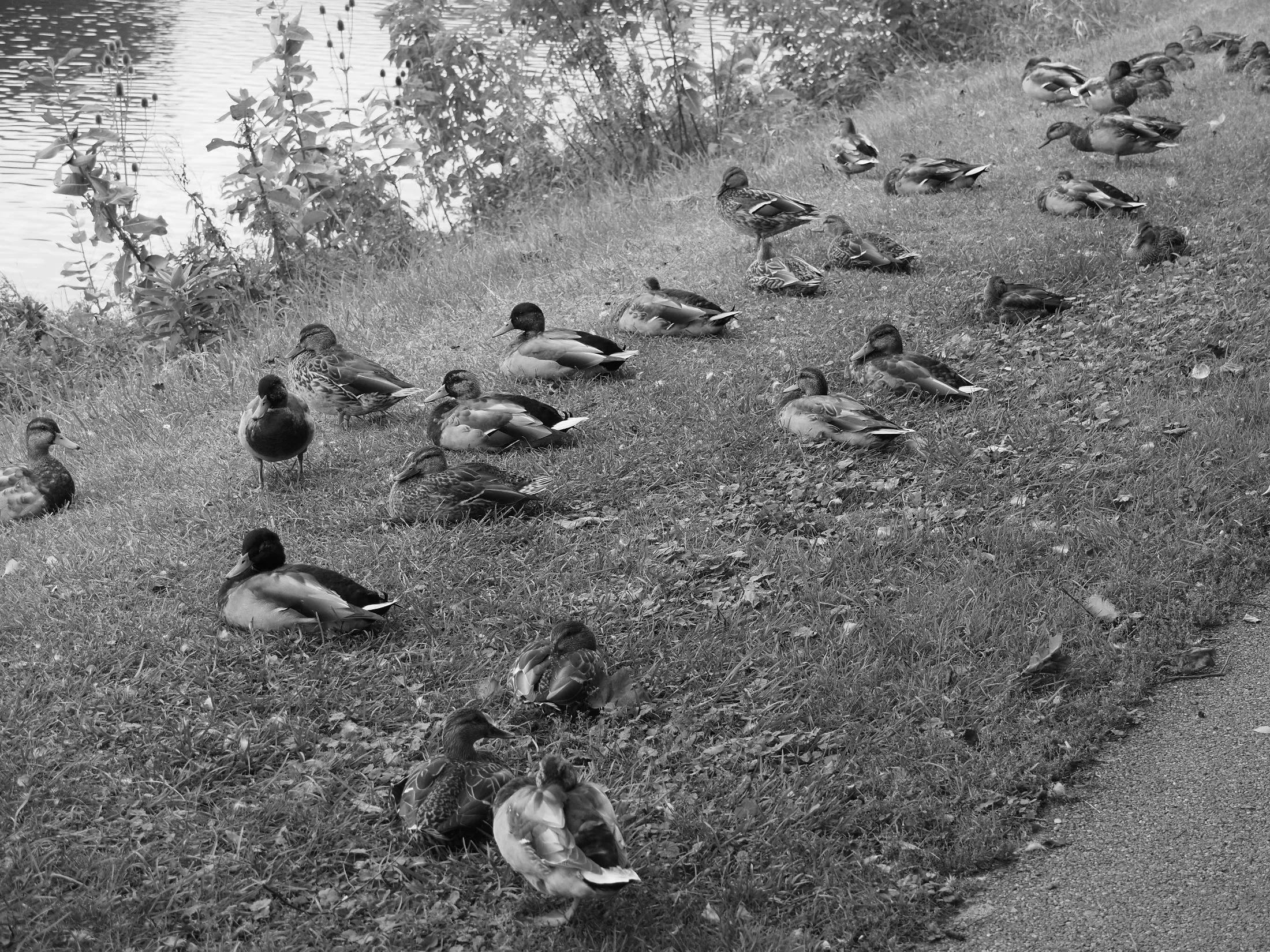 Quack