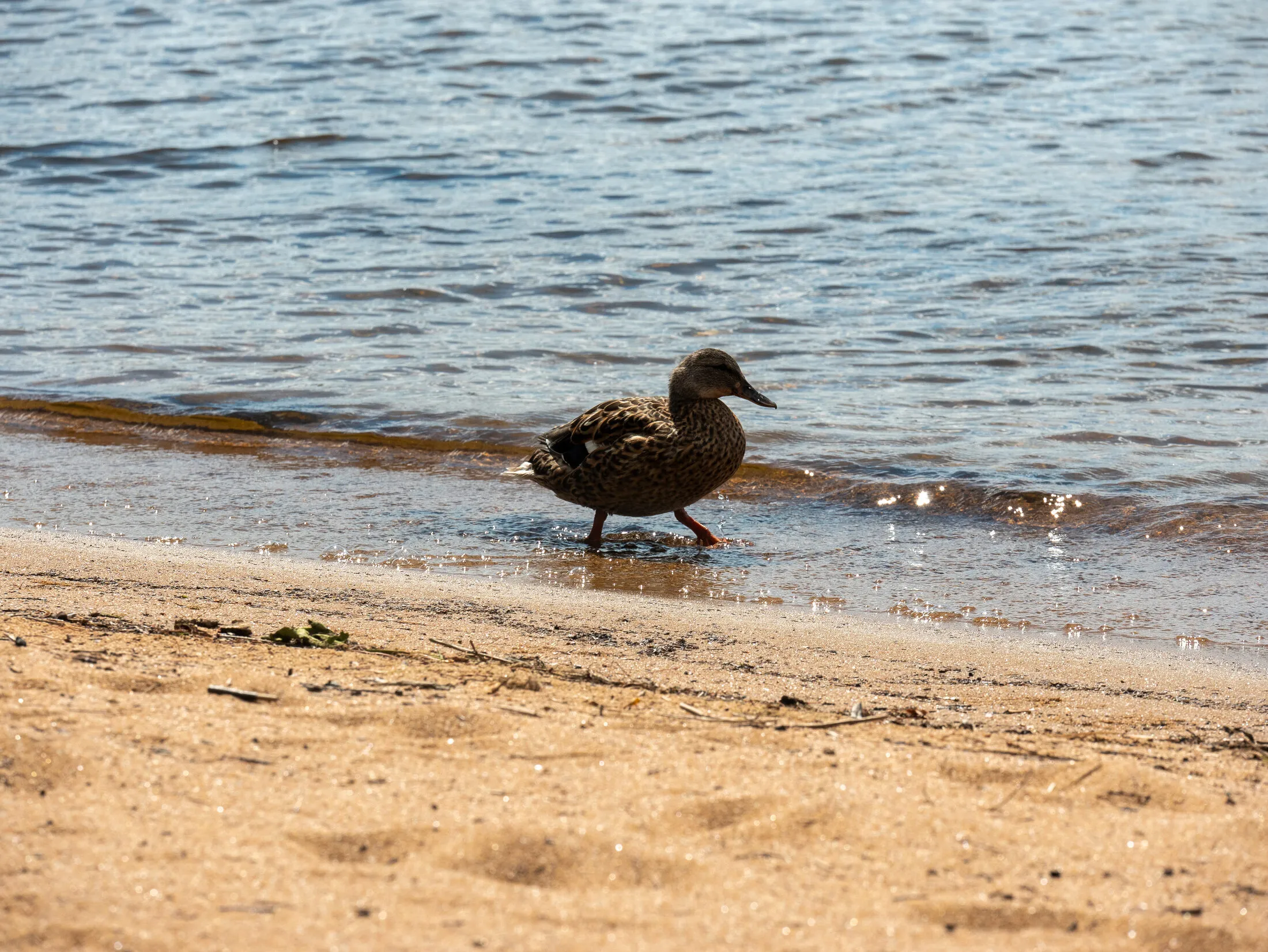Photo from Golden Beach, 2026-08-21 (placeholder alt text: replace with a real description)
