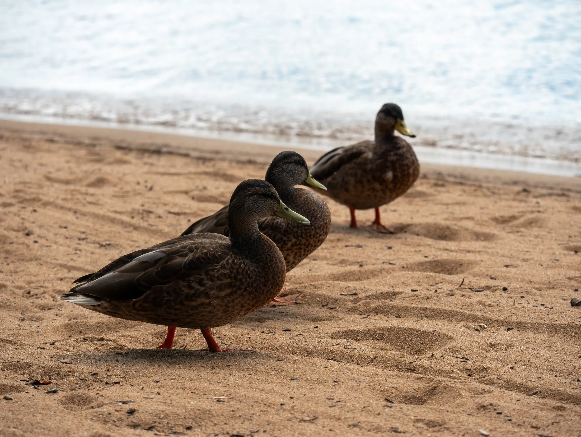 Photo from Golden Beach, 2026-08-21 (placeholder alt text: replace with a real description)