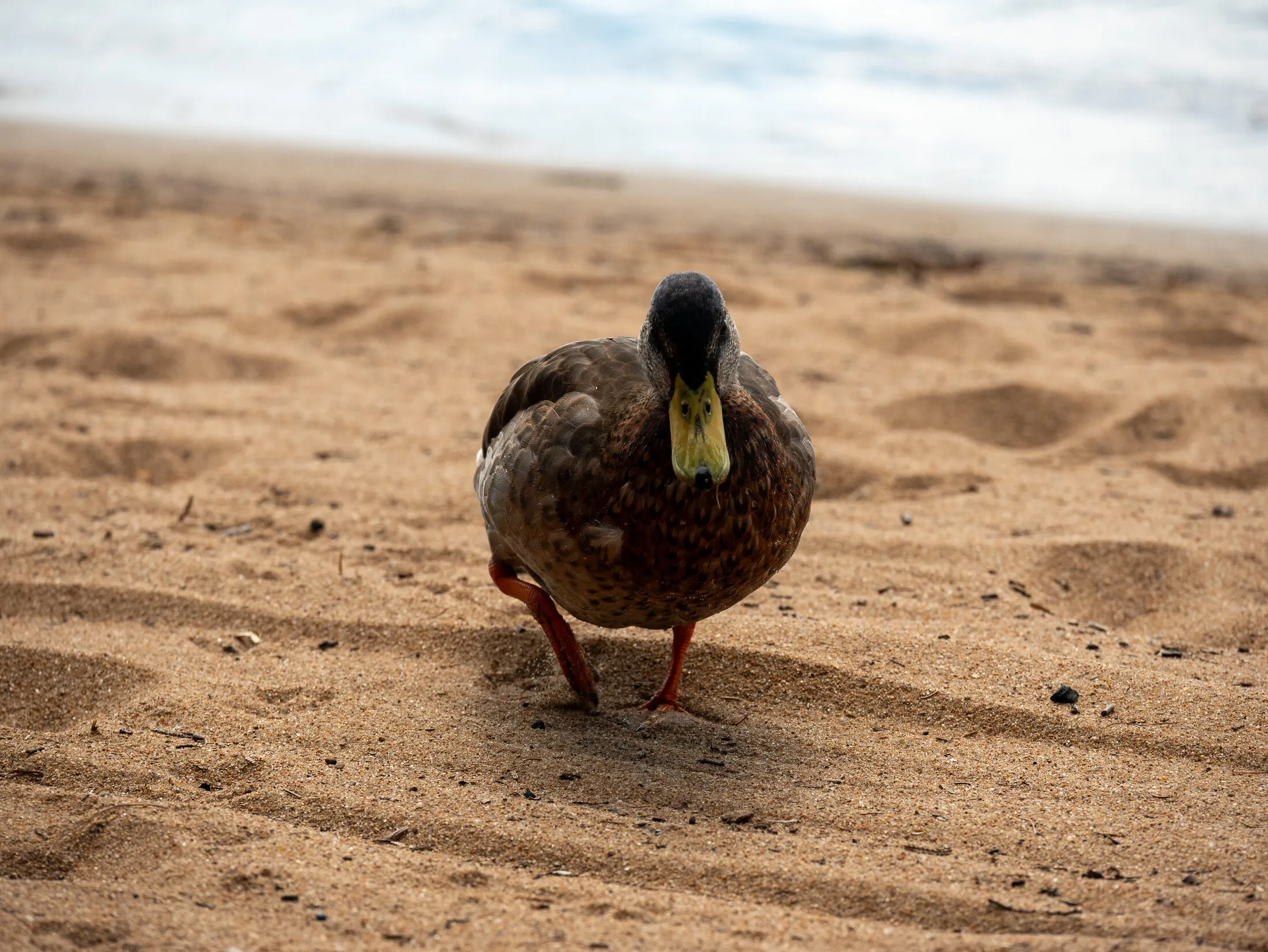 Photo from Golden Beach, 2026-08-21 (placeholder alt text: replace with a real description)