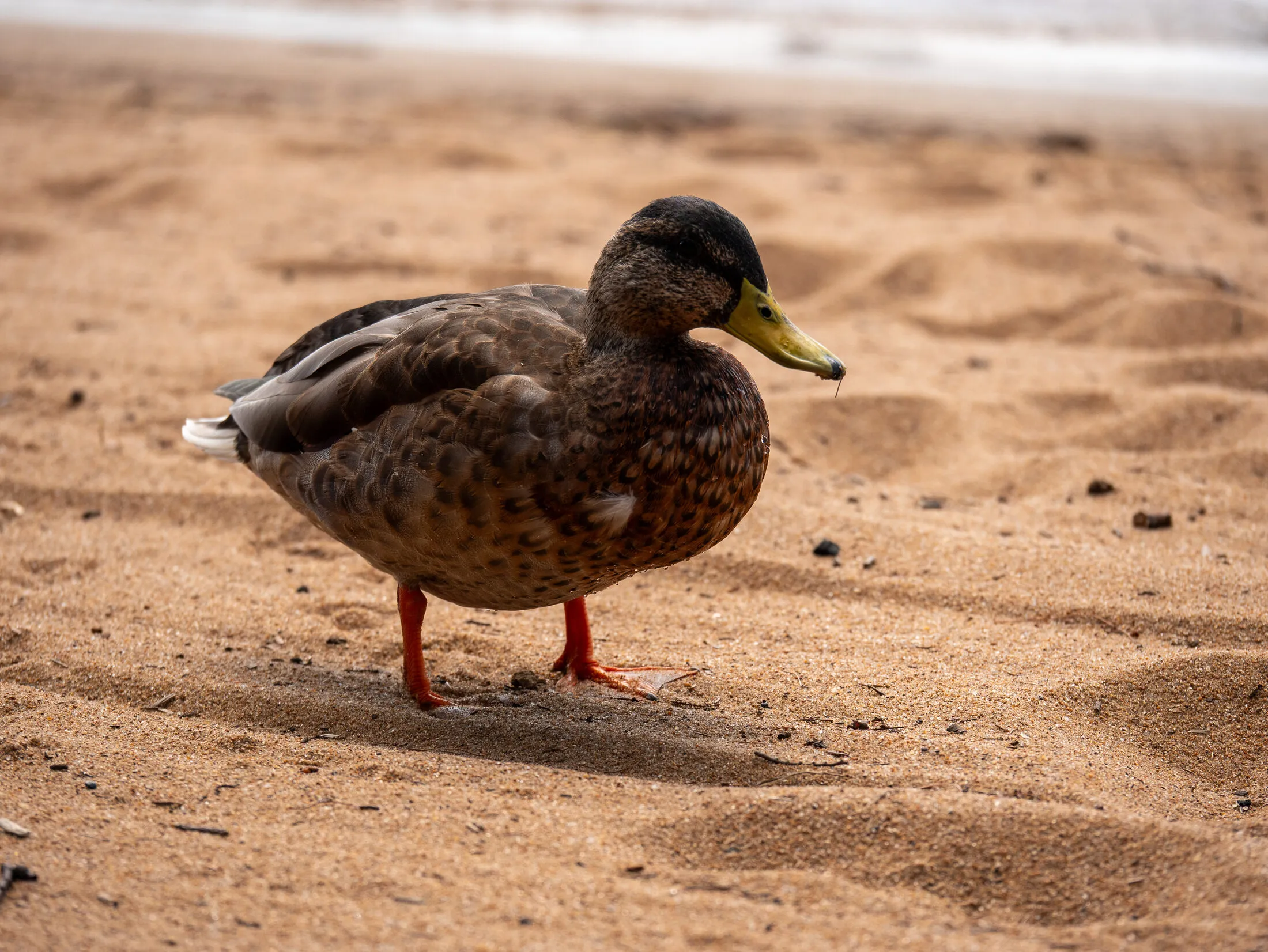 Photo from Golden Beach, 2026-08-21 (placeholder alt text: replace with a real description)