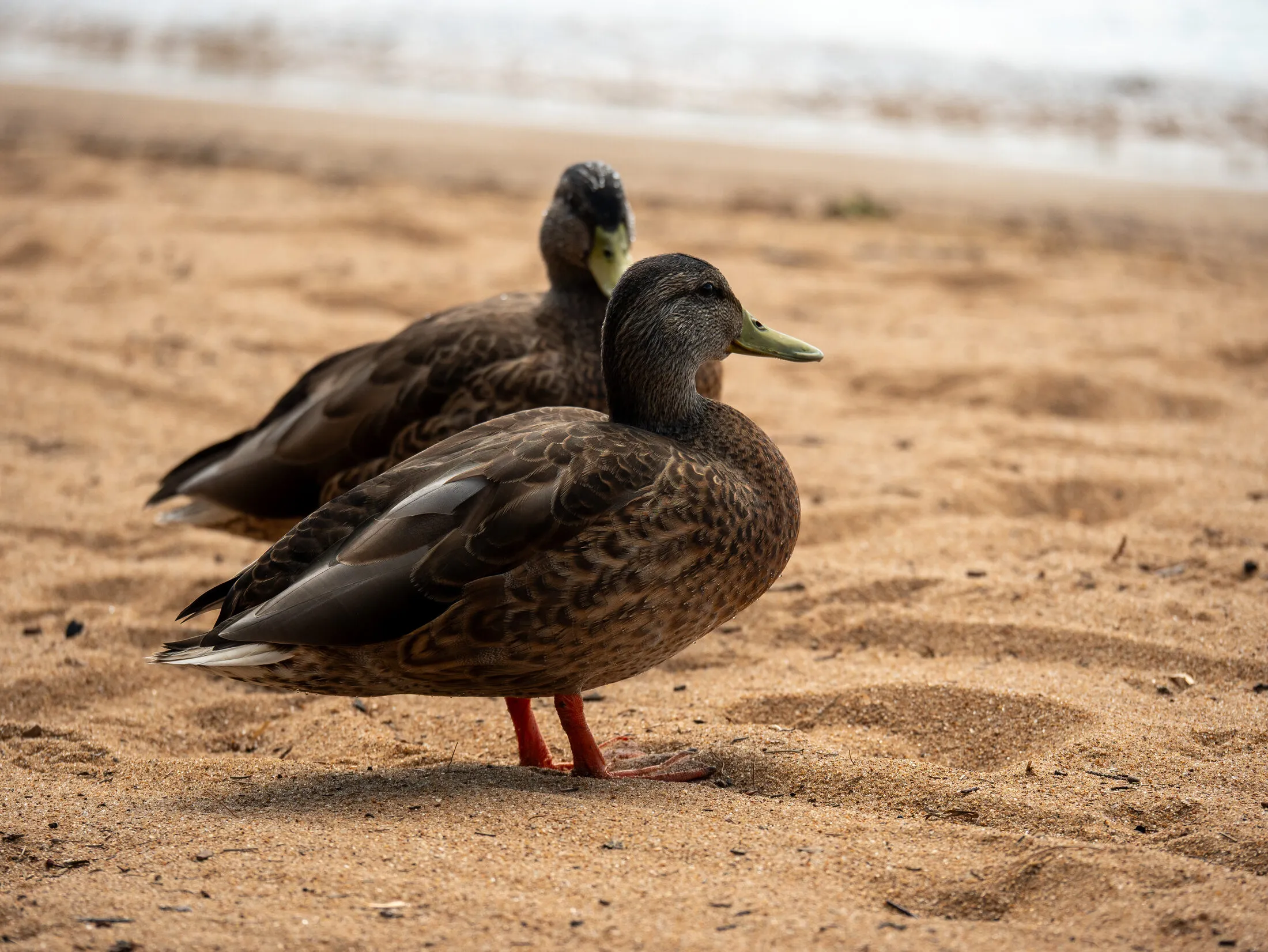 Photo from Golden Beach, 2026-08-21 (placeholder alt text: replace with a real description)