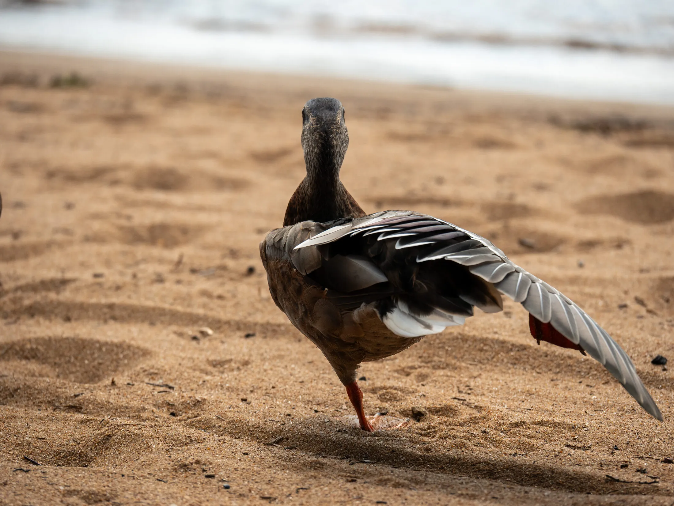 Photo from Golden Beach, 2026-08-21 (placeholder alt text: replace with a real description)
