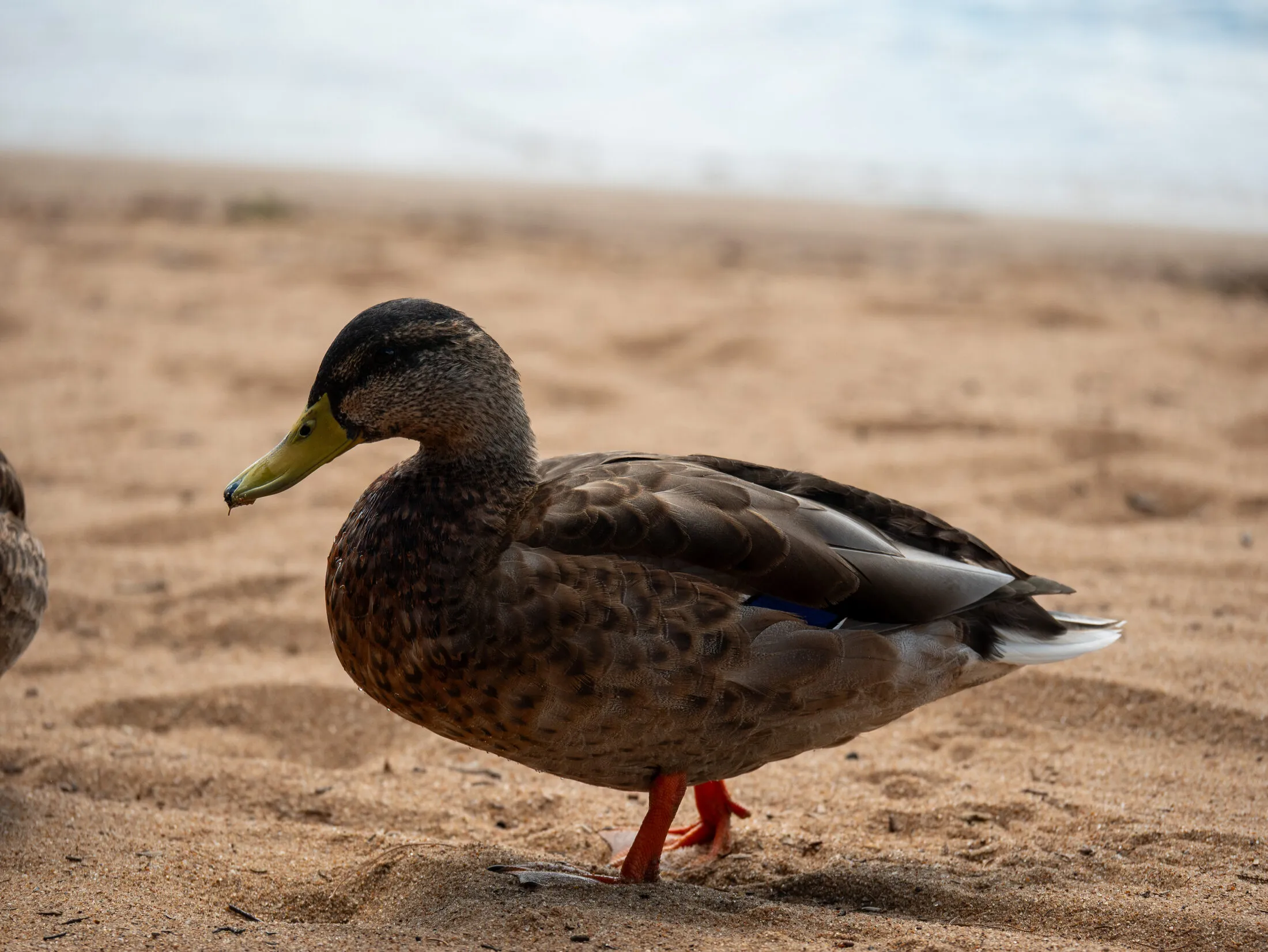 Photo from Golden Beach, 2026-08-21 (placeholder alt text: replace with a real description)