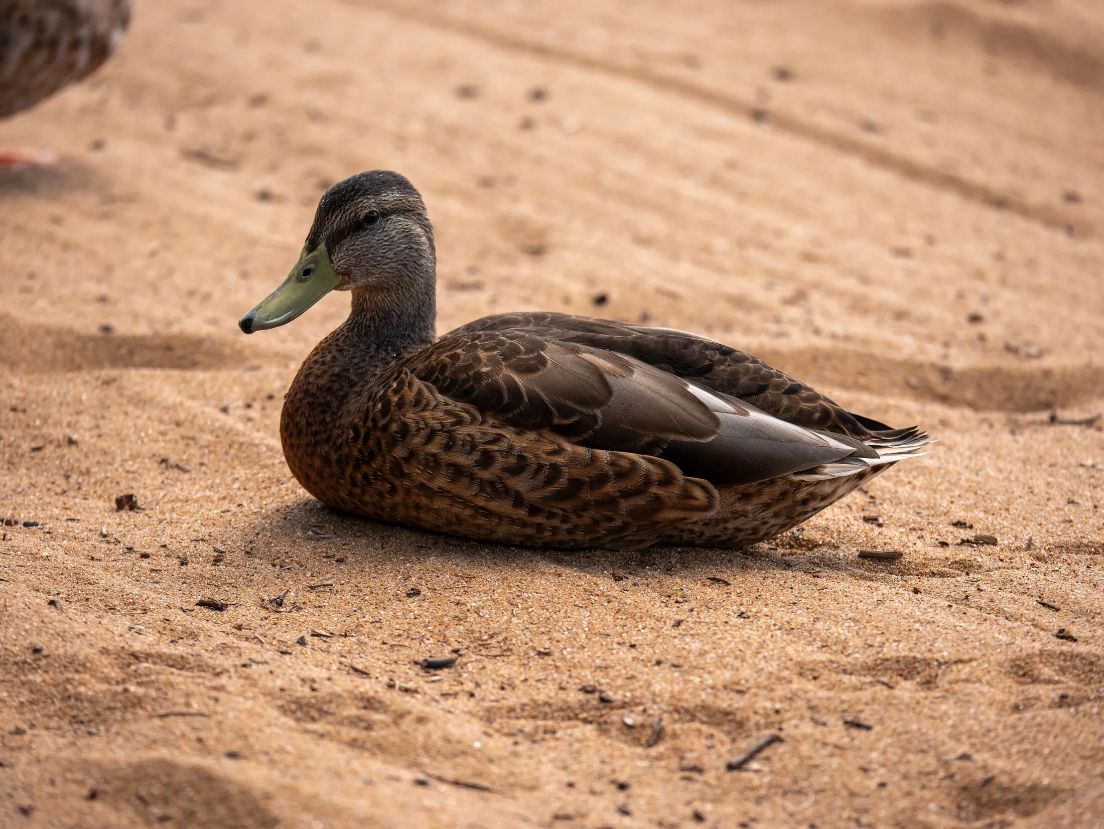 Photo from Golden Beach, 2026-08-21 (placeholder alt text: replace with a real description)